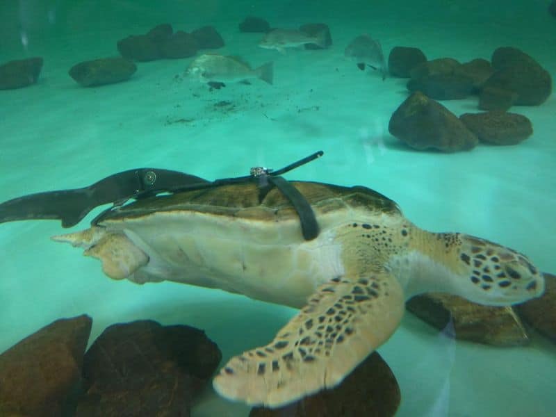 Cold Stun Rescues And Winter Response