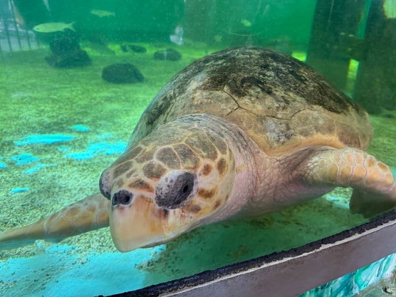 Behind The Glass: Veterinary Care Up Close