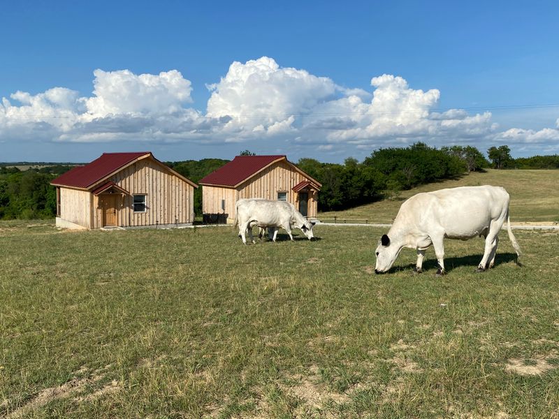 This Texas Wildlife Sanctuary Airbnb Lets You Glamp With Giraffes Cabins With Wildlife On Your Deck