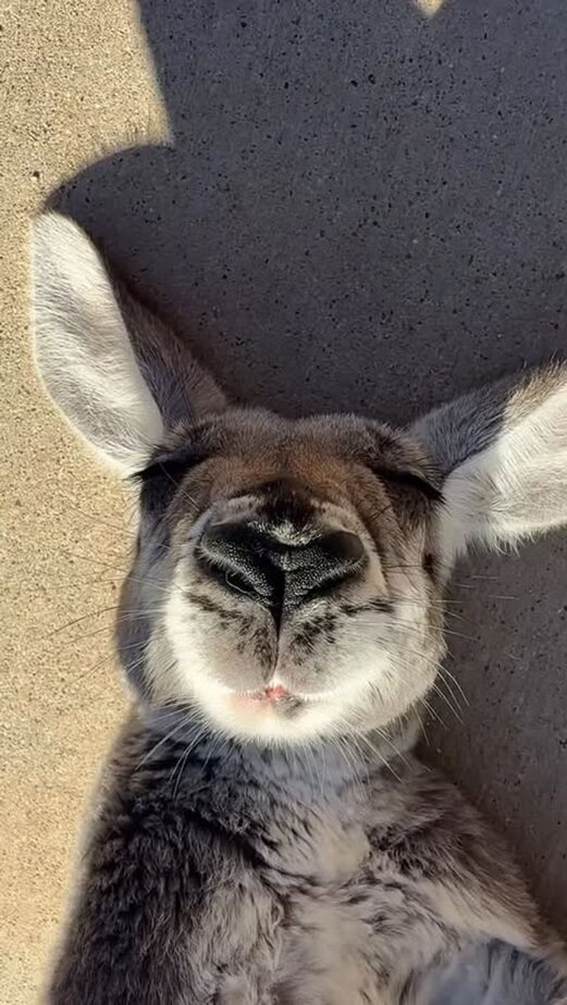 This Texas Wildlife Sanctuary Airbnb Lets You Glamp With Giraffes Guided Safari And Bottle Feeding