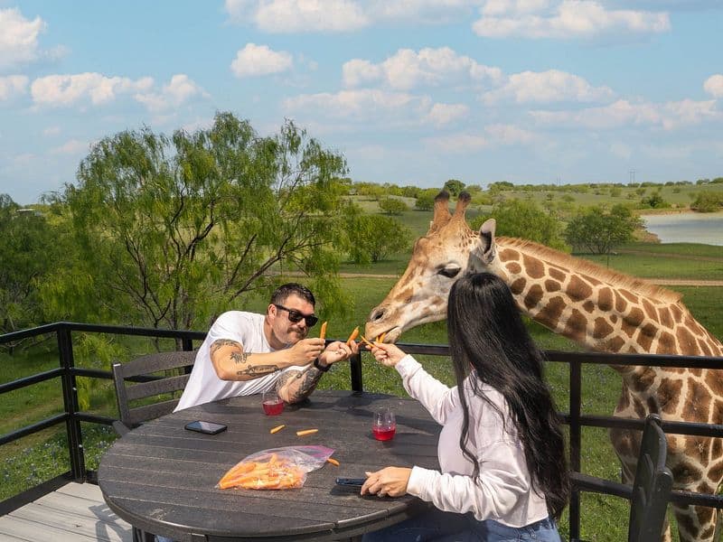 This Texas Wildlife Sanctuary Airbnb Lets You Glamp With Giraffes Dine With Giraffes And Chef Crafted Meals