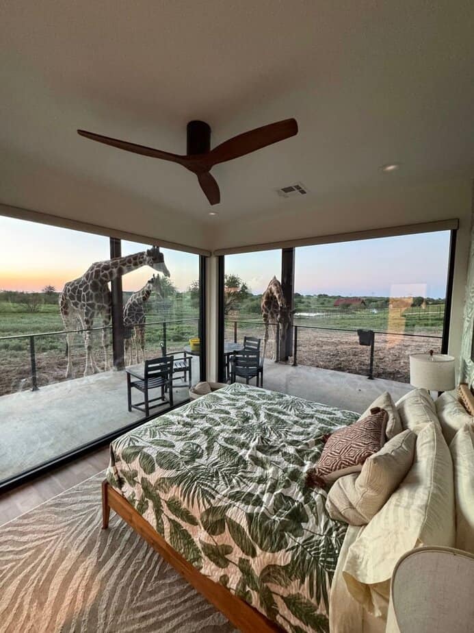 This Texas Wildlife Sanctuary Airbnb Lets You Glamp With Giraffes Giraffe Safari Villa Glass House Experience