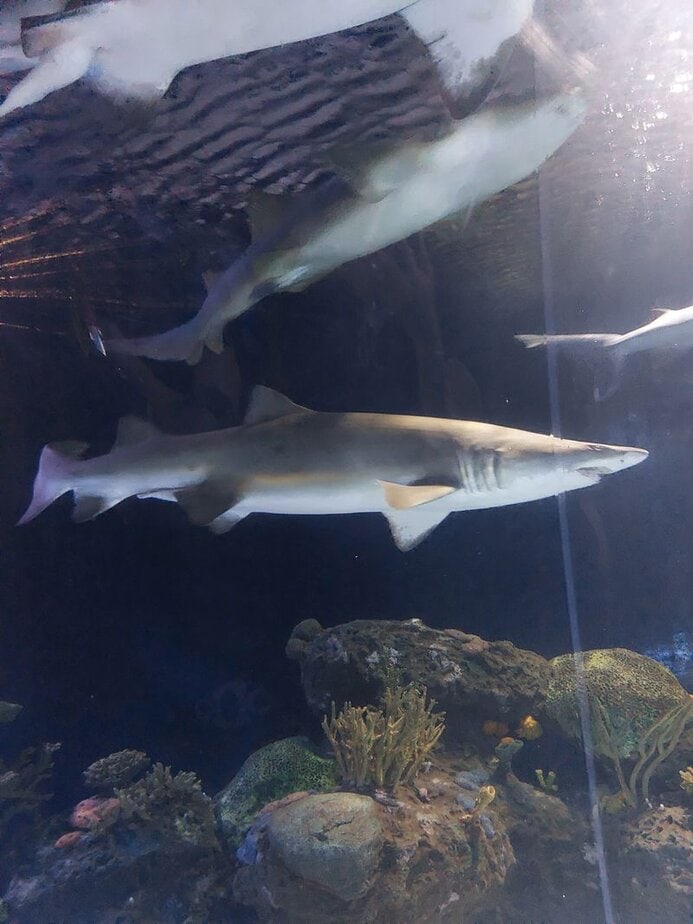 This Wild Houston Aquarium Ride Lets You Cruise Right Through Shark-Infested Waters What You Will See In The Tunnel