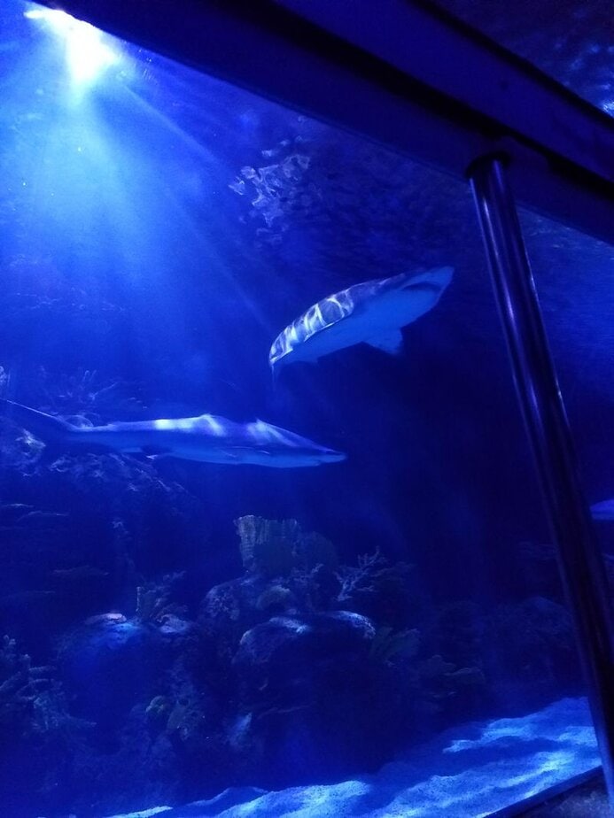 This Wild Houston Aquarium Ride Lets You Cruise Right Through Shark-Infested Waters Photo And Video Tips Inside The Tunnel
