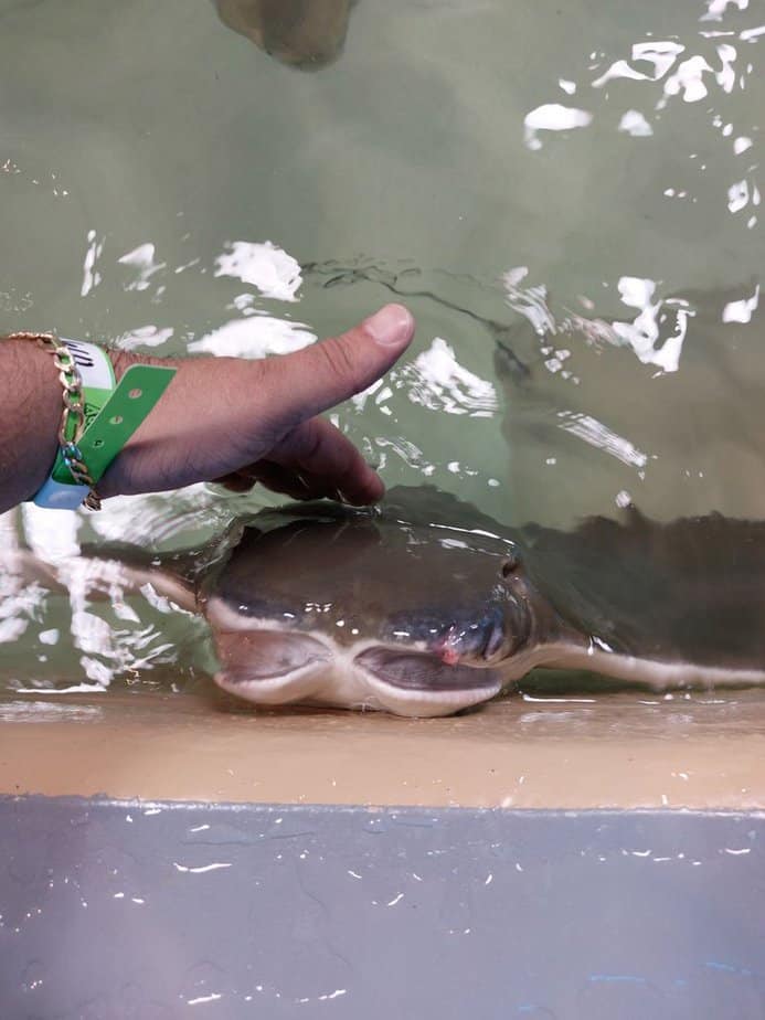 This Wild Houston Aquarium Ride Lets You Cruise Right Through Shark-Infested Waters Make It A Mini Adventure Around The Ride