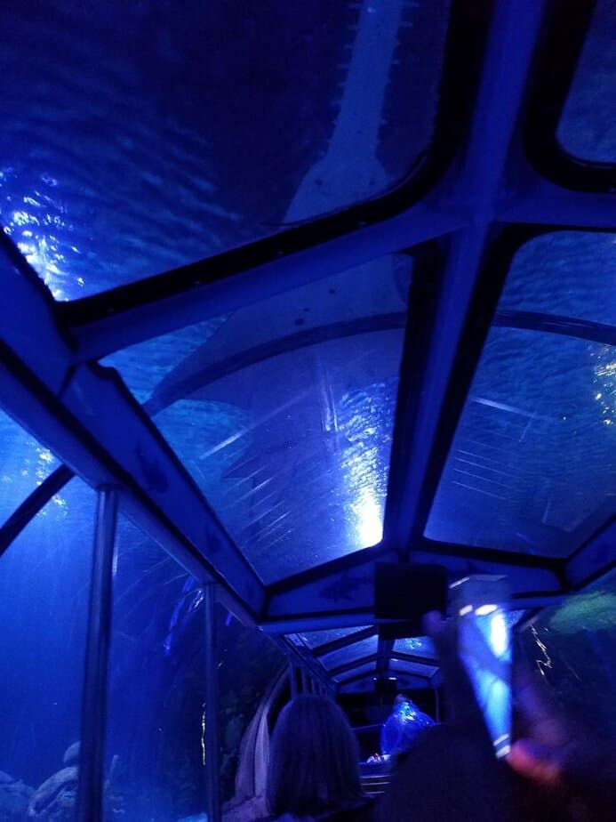 This Wild Houston Aquarium Ride Lets You Cruise Right Through Shark-Infested Waters What The Shark Voyage Actually Is