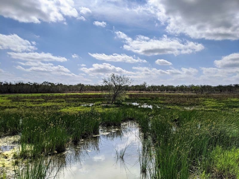 This Wildlife Refuge in Texas Feels Straight Out of a Nature Documentary Pintail Lake Loop: Water, Reeds, and Reflections