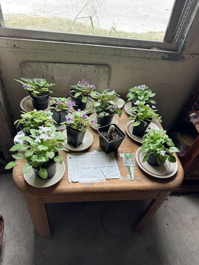 Herbs, Teas, and Home Remedies