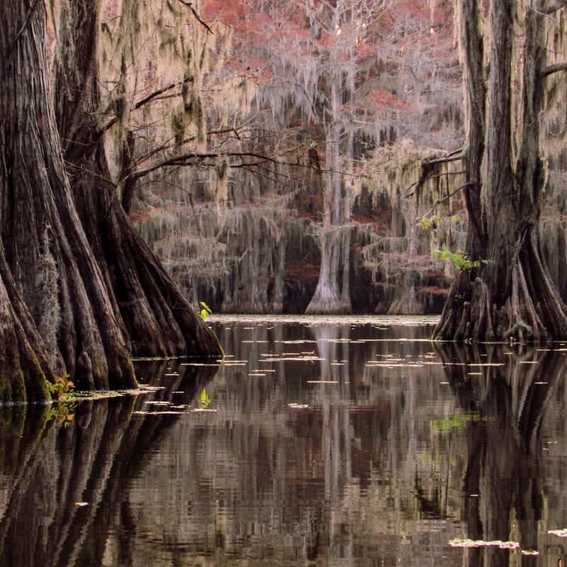 Caddo Lake (East Texas)