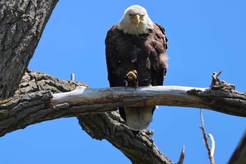 Magee Marsh Wildlife Area