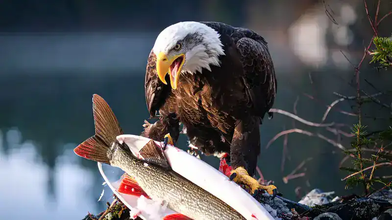 Pickerel Creek Wildlife Area