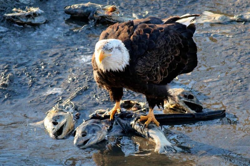 Mosquito Creek Wildlife Area