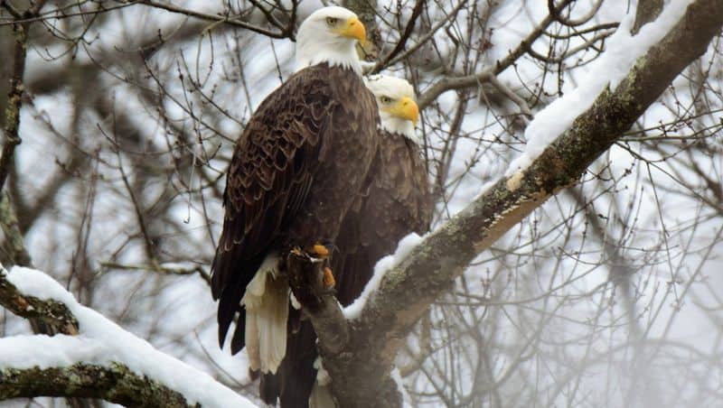 The Muskingum, Hocking, Scioto, and Great Miami Rivers