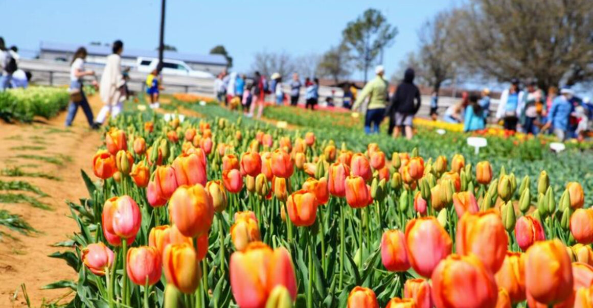 texas most colorful tulip field might be the prettiest yet
