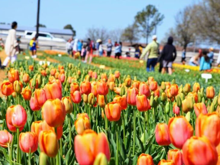 Texas&rsquo; Most Colorful Tulip Field Might Be the Prettiest Yet