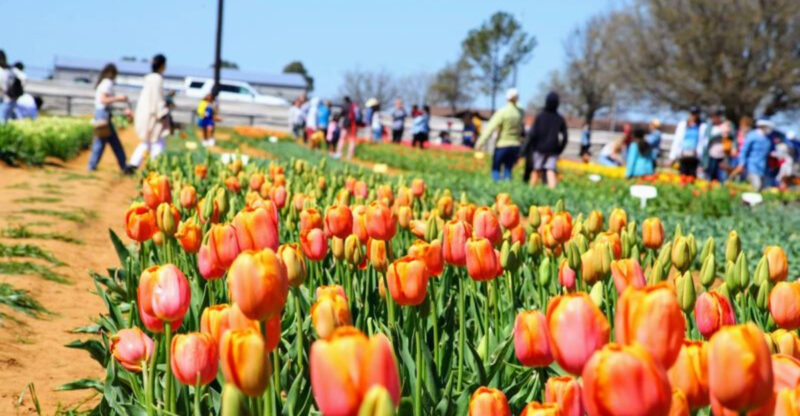 Texas’ Most Colorful Tulip Field Might Be the Prettiest Yet