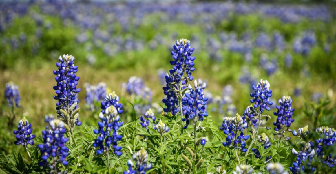 texas wildflower season is starting early and these 7 places bloom first