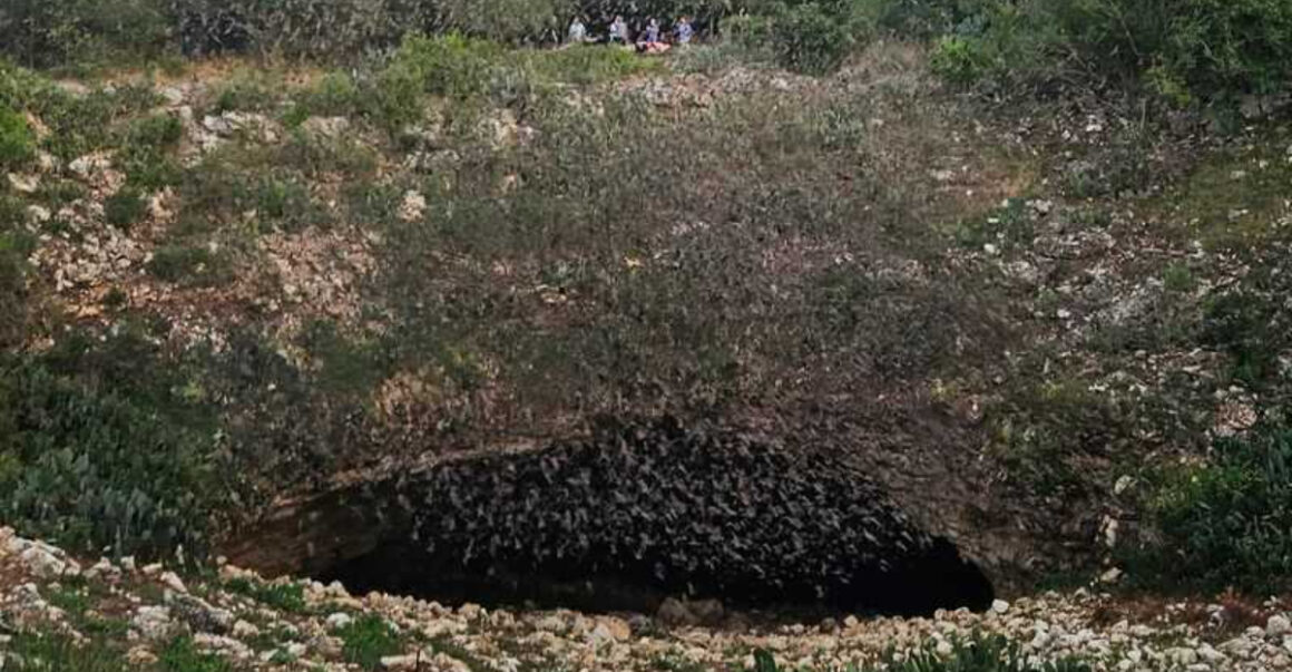 the most spectacular mammal gathering on earth is right here in texas