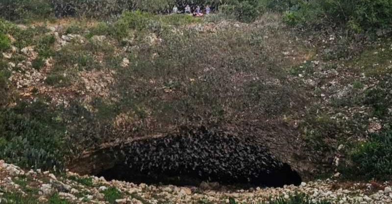 The Most Spectacular Mammal Gathering on Earth Is Right Here in Texas