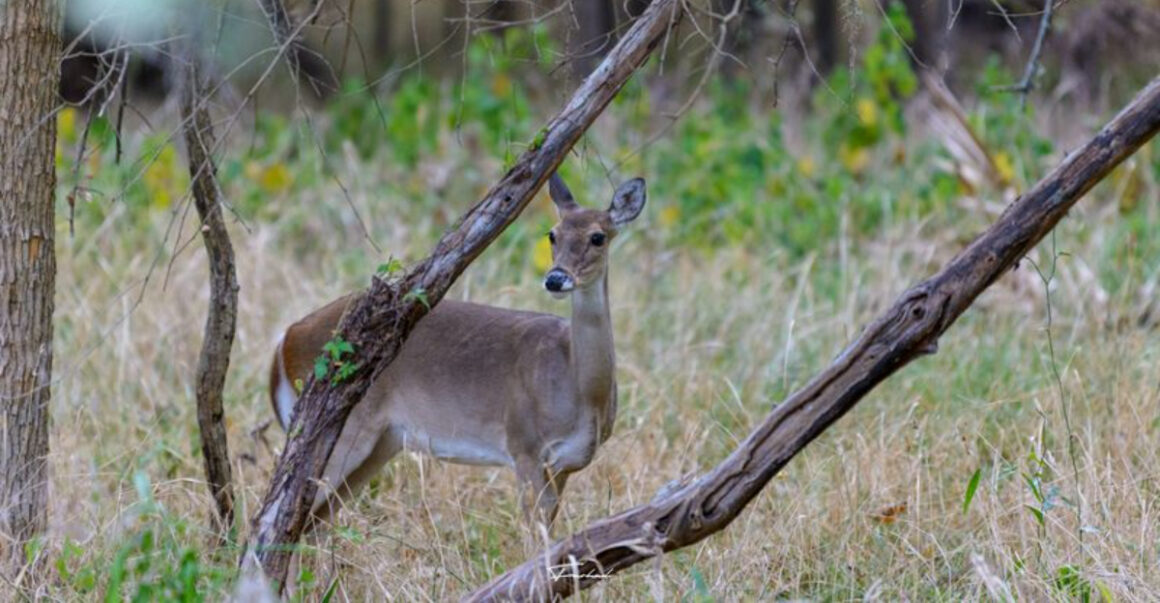 this small town texas state park completely stole our hearts