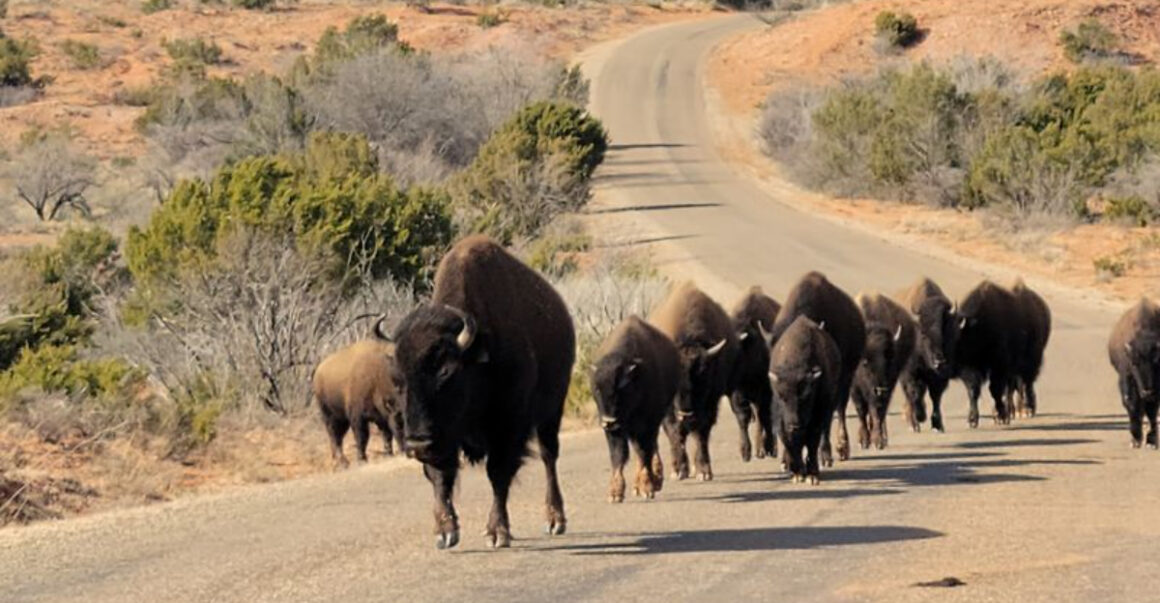 this texas park offers a rare chance to see wild bison in their natural habitat