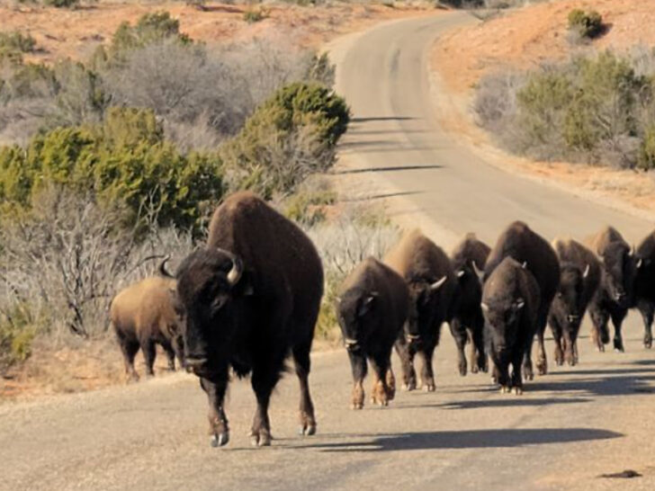 This Texas Park Offers a Rare Chance to See Wild Bison in Their Natural Habitat