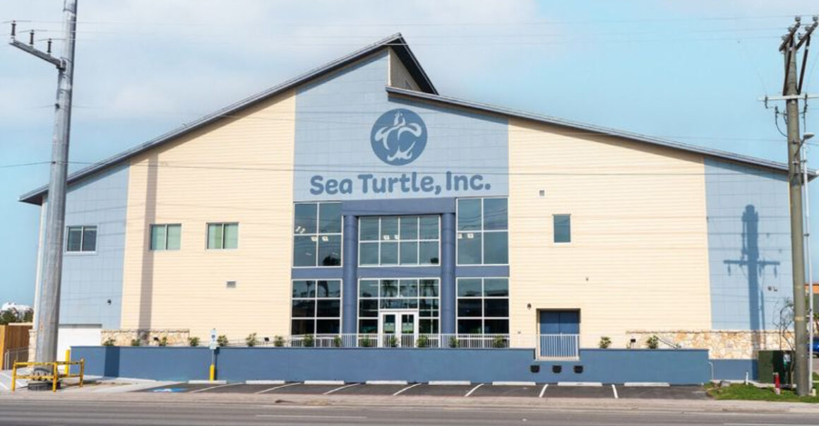 this texas rescue center is helping sea turtles get a second chance at life