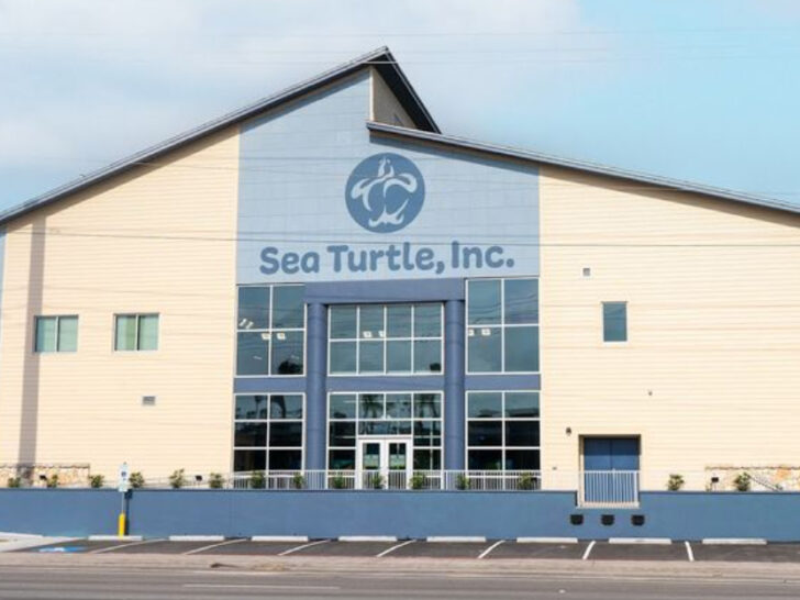 This Texas Rescue Center Is Helping Sea Turtles Get a Second Chance at Life