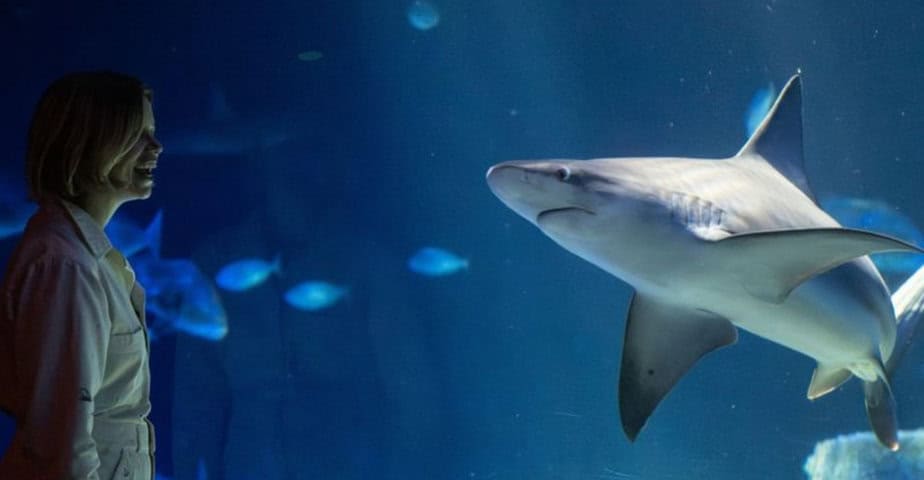this wild houston aquarium ride lets you cruise right through shark infested waters