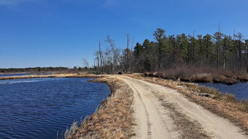 10 Best Dog-Friendly Hikes In New Jersey For Scenic Walks With Your Pup Brendan T. Byrne State Forest, especially the Cranberry Trail, Burlington County