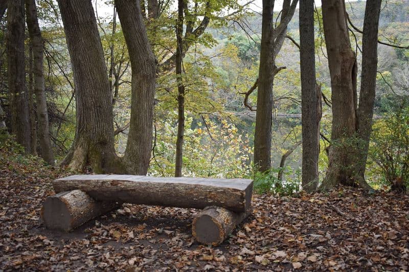 10 Best Dog-Friendly Hikes In New Jersey For Scenic Walks With Your Pup McDade Recreational Trail, Delaware Water Gap National Recreation Area