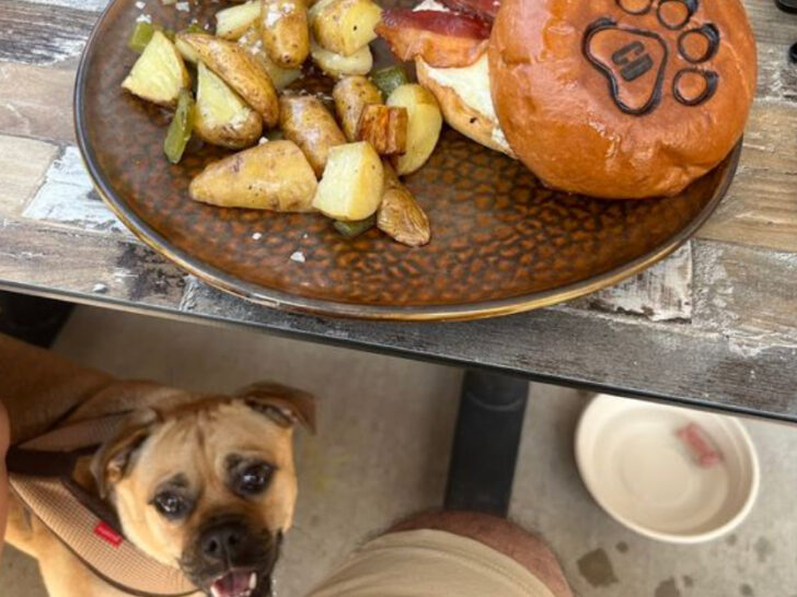 10 Best Dog-Friendly Restaurants in New Jersey for Dining Out With Your Pup