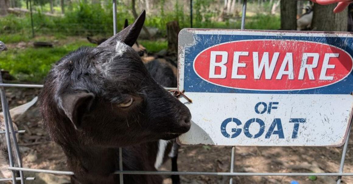 12 New Jersey Farm Creameries Worth the Drive for Truly Fresh Dairy