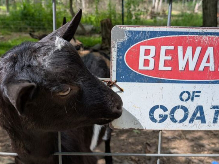 12 New Jersey Farm Creameries Worth the Drive for Truly Fresh Dairy