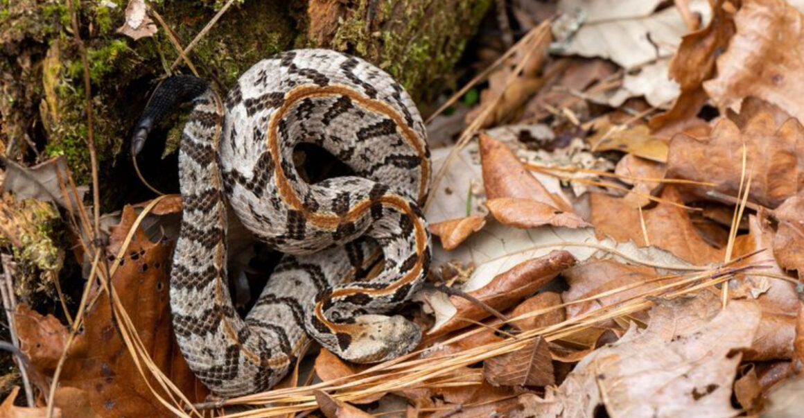 4 areas in southern ohio where timber rattlesnakes are most common