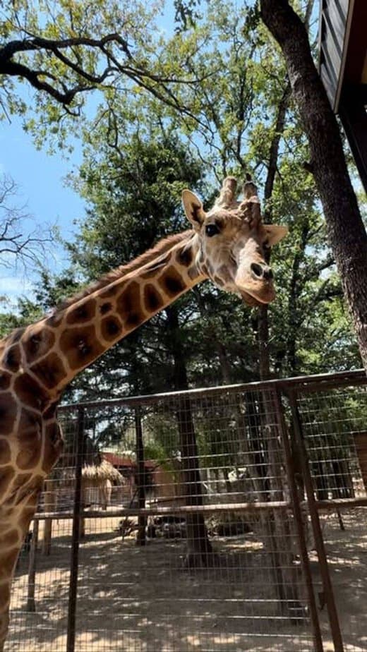 Oak Meadow Ranch (Giraffe Airbnb)