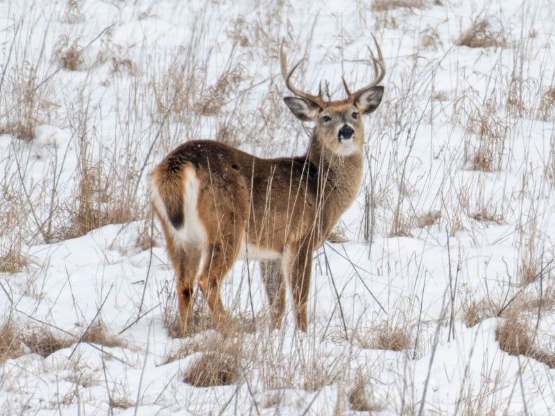 6 Woodland Communities in Ohio Where White-Tailed Deer Outnumber Residents Nelsonville (Athens County)