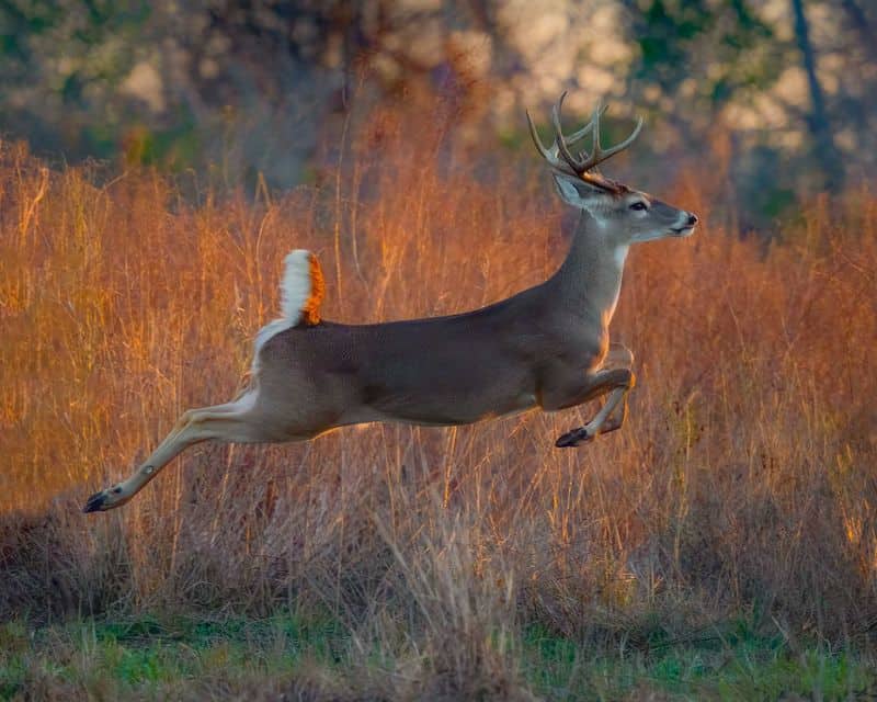 6 Woodland Communities in Ohio Where White-Tailed Deer Outnumber Residents McArthur (Vinton County)