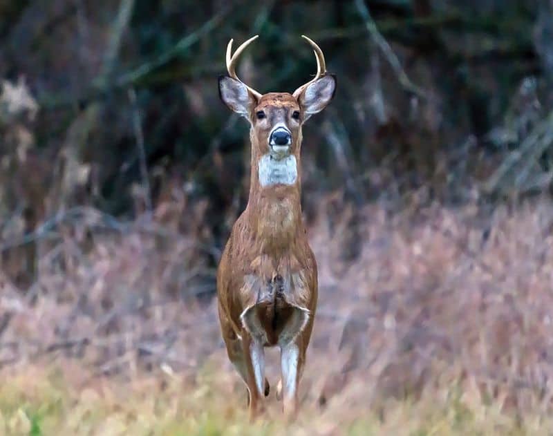 6 Woodland Communities in Ohio Where White-Tailed Deer Outnumber Residents Woodsfield (Monroe County)