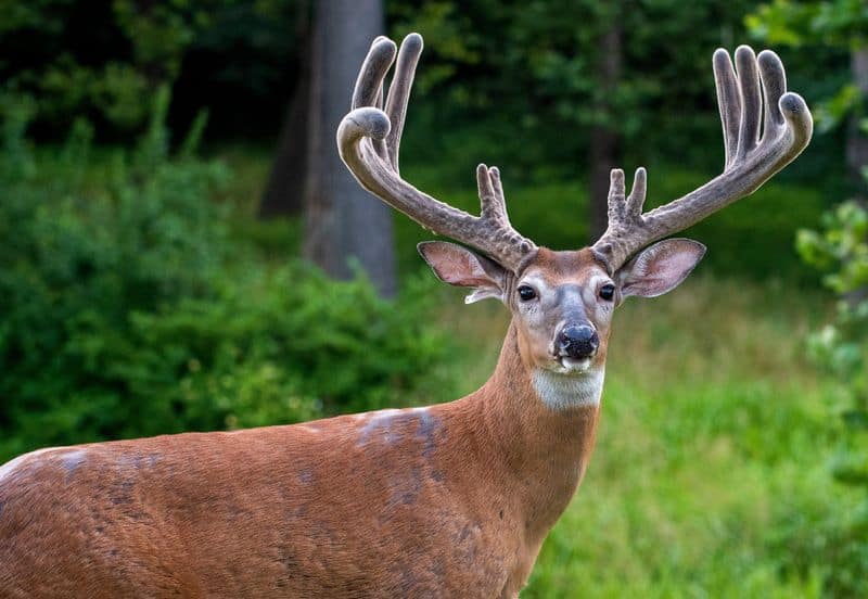 6 Woodland Communities in Ohio Where White-Tailed Deer Outnumber Residents West Union (Adams County)