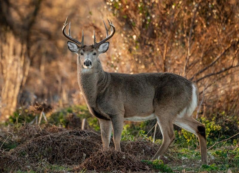 6 Woodland Communities in Ohio Where White-Tailed Deer Outnumber Residents Oak Harbor (Ottawa County)