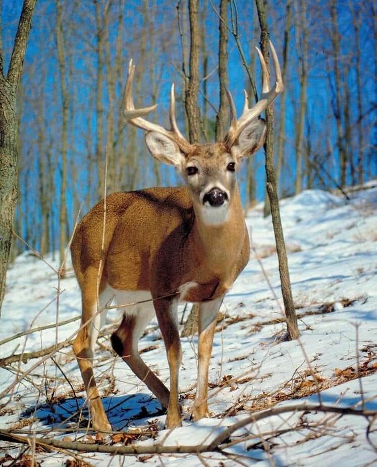 6 Woodland Communities in Ohio Where White-Tailed Deer Outnumber Residents Millersburg (Holmes County)
