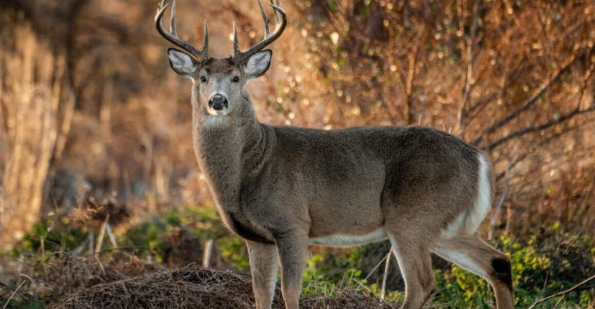 6 woodland communities in ohio where white tailed deer outnumber residents