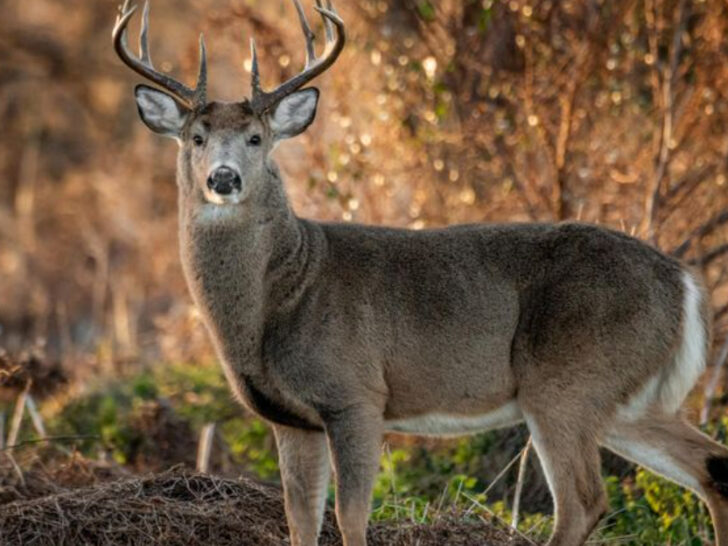 6 Woodland Communities in Ohio Where White-Tailed Deer Outnumber Residents