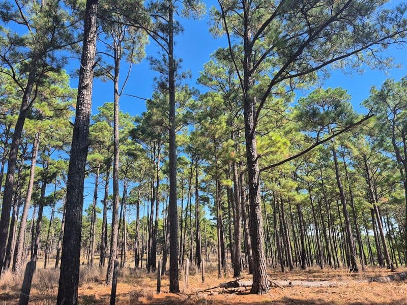 Bastrop State Park (Lost Pines Trails, Bastrop)