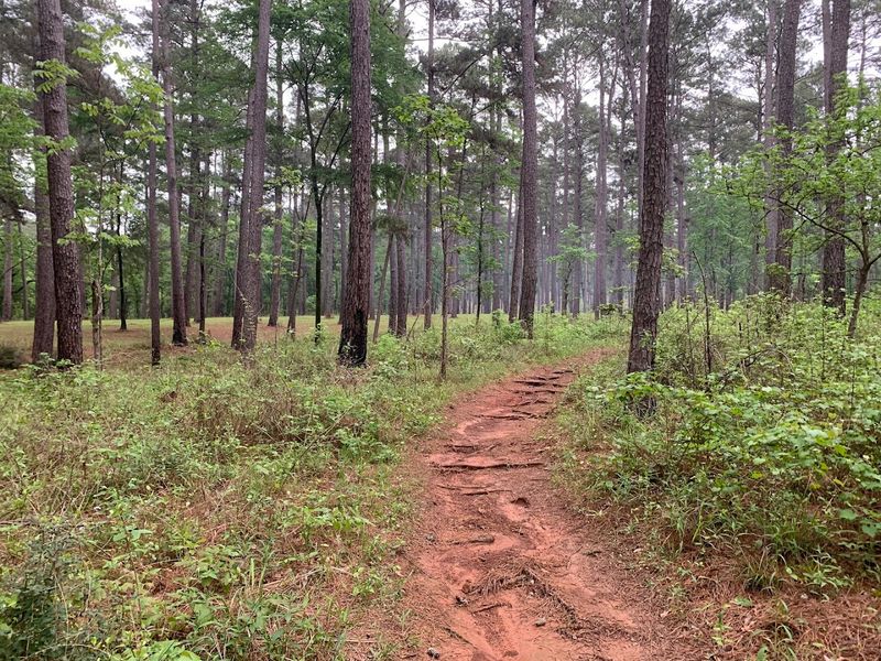 Mission Tejas State Park Trails (East Texas)