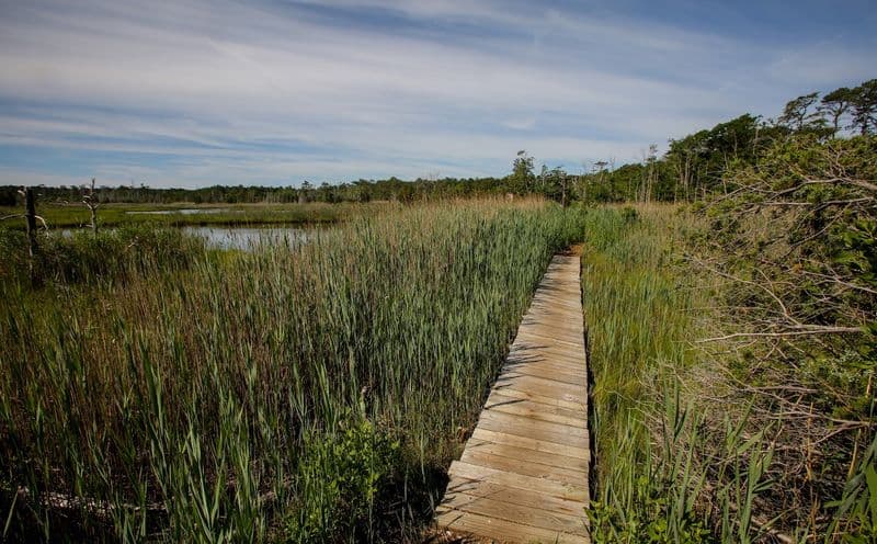 7 New Jersey Hikes Perfect for Beginners Who Love Wildlife Cattus Island County Park