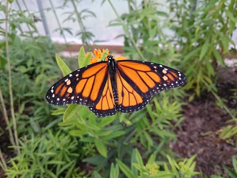 A Beautiful 950-Acre Reserve in New Jersey Is Home to a Butterfly House You’ll Want to See in Person Inside the Butterfly House Where Native Species Take Center Stage