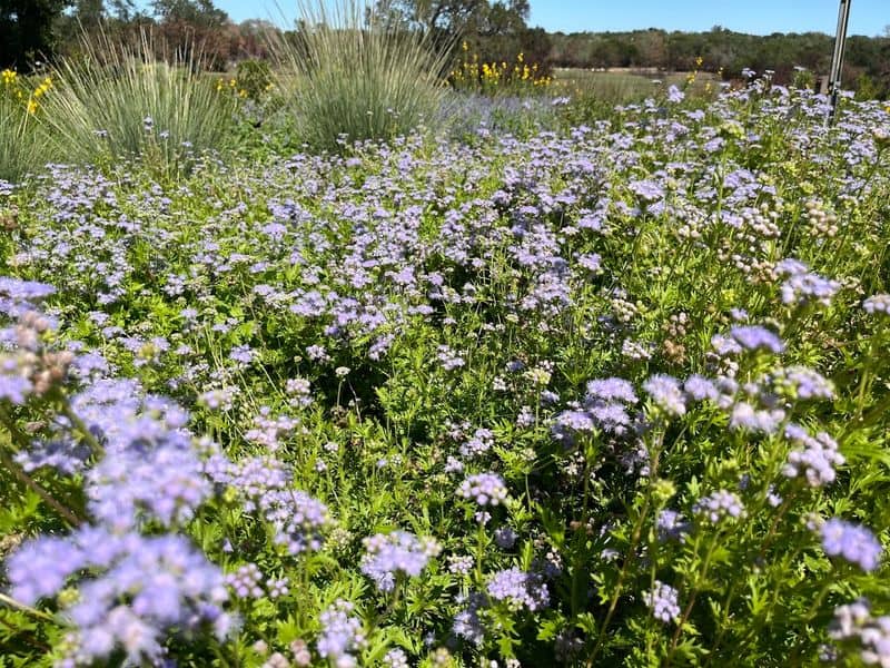 Bluebonnet Fields and Native Wildflower Displays