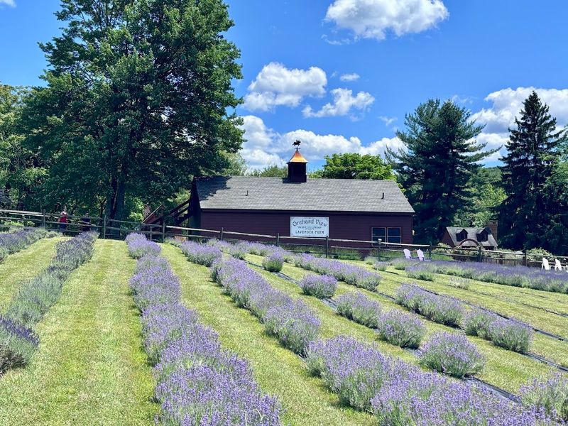 Walking the lavender rows is the whole kind of calm you didn&rsquo;t know you needed